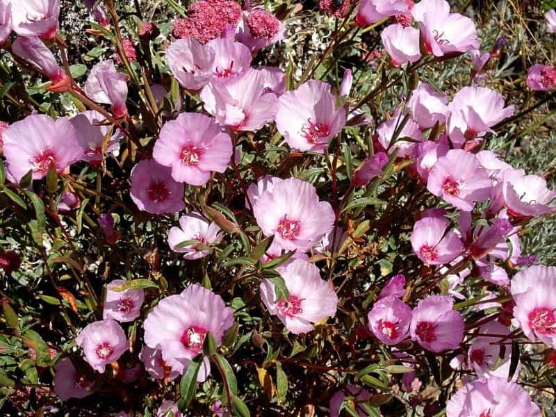 Silver Falls Seed Company - Clarkia - Elegant Red