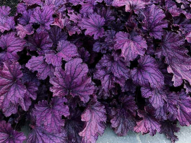 Silver Gumdrop Coral Bells Full Bloom Stock Photo by ©Lawcain 275917502