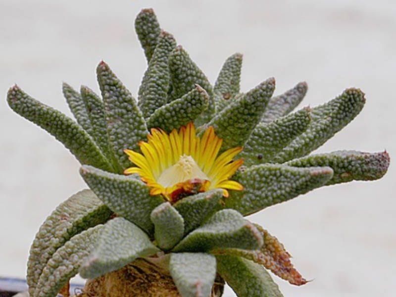 Silver Torch Cactus (Cleistocactus strausii)