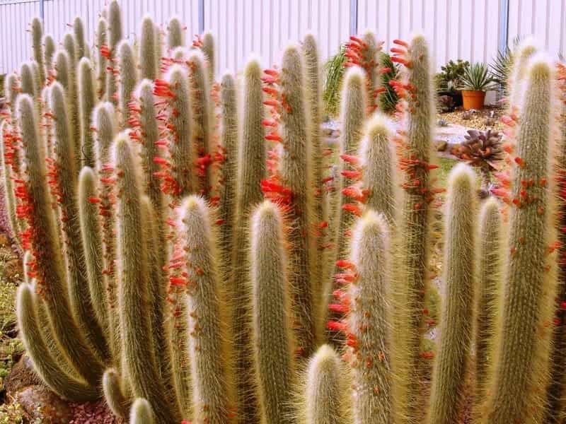 Silver Torch Cactus Care: Tips For Growing A Silver Torch Cactus
