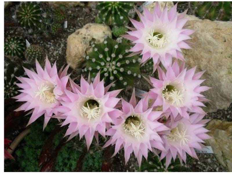 Silver Torch Cactus Plant Also Known As Silver Torch or Wooly Torch, Native  To Mountainous Stock Photo - Image of central, color: 189241568