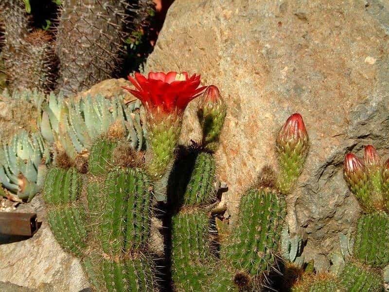 Silver Torch cactus (Cleistocactus strausii) - 10 seeds – Rare Plant World