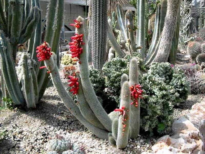 Silver torch cactus - 10 seeds — rareplant