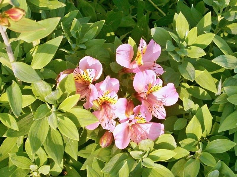 Simply Alstroemeria - Flowers By Post - Bunches