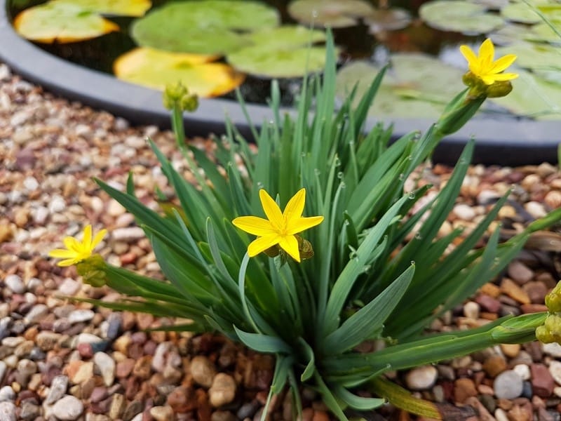 Sisyrinchium angustifolium - Cure Nursery