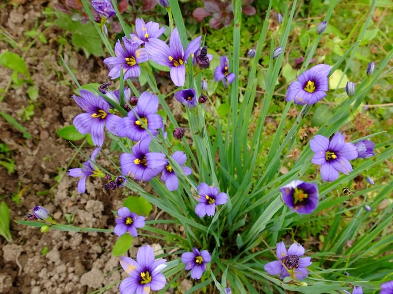 Sisyrinchium atlanticum (eastern blue-eyed-grass): Go Botany