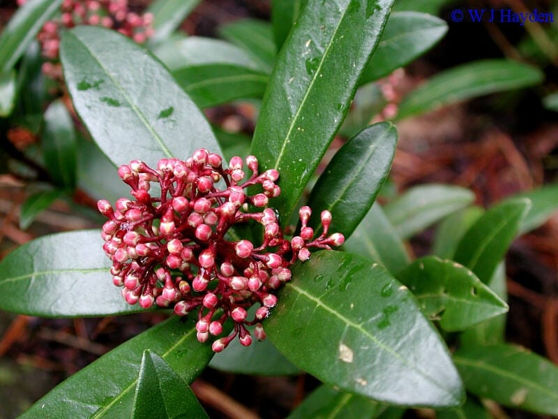 Skimmia Japonica Flowers or Japanese Skimmia Flowering Plant Stock Photo -  Image of countryside, green: 165515676