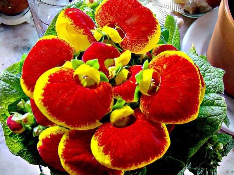 Slipper flower, Calceolaria perfoliata? Calceolariaceae - Flickr