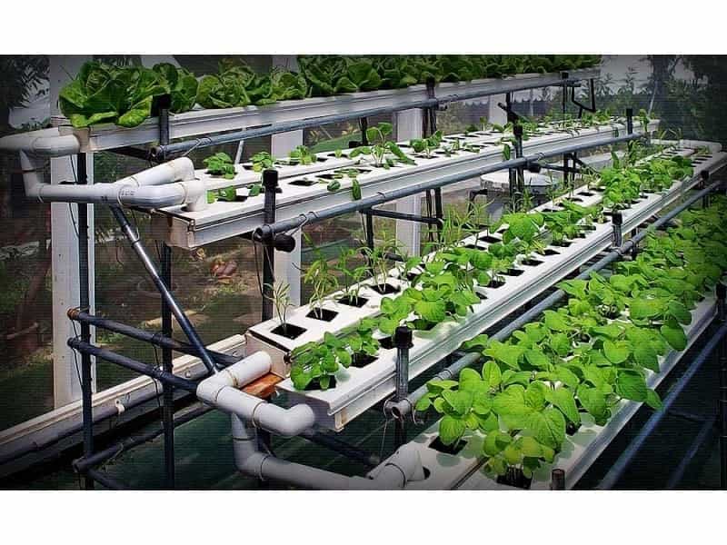 Small-scale hydroponics - UMN Extension
