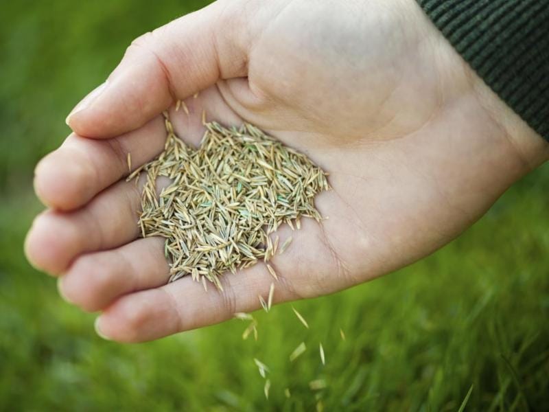 Smart Seed Sun and Shade - Grass Seed - Pennington