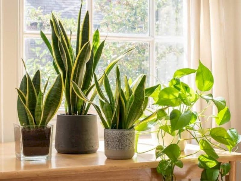 Snake Plant Laurentii - Low Light Plants  Houseplants for Delivery – The  Sill