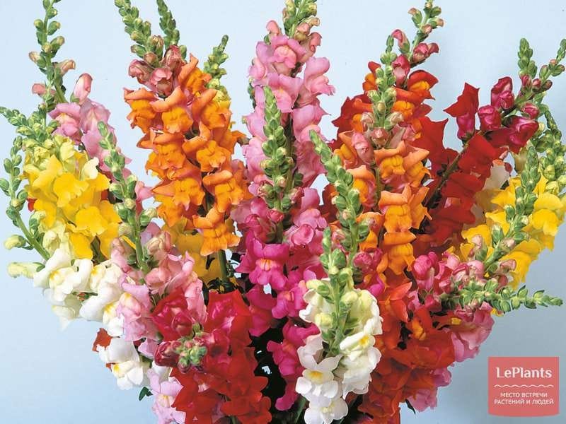 Snapdragons fit for any season - The Columbian