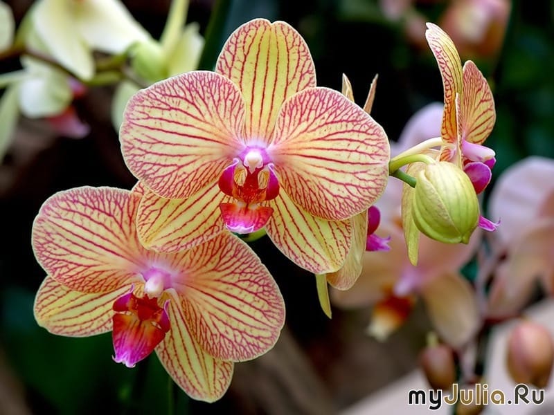 Sneaky orchids and their pollination tricks - Kew