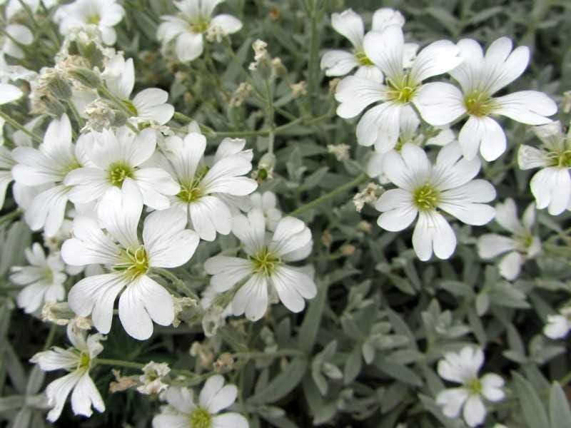 Snow-in-summer (Cerastium tomentosum). Flowering plant Stock Photo - Alamy