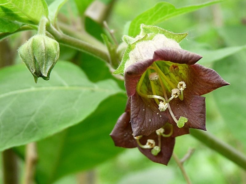 Solanum Dulcamara, Bittersweet Bittersweet Nightshade Bitter Nightshade  Blue Bindweed Amara Dulcis Climbing Nightshade Fellenwort, Felonwood  Poisonberry Poisonflower Scarlet Berry Snakeberry Isolated Stock Photo,  Picture And Royalty Free Image. Image ...