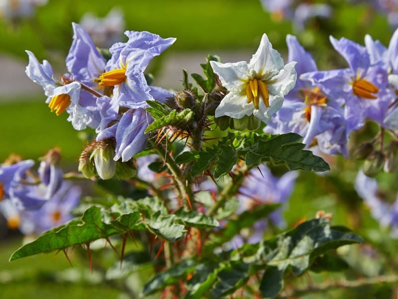 Solanum dulcamara - Bittersweet Nightshade plant - All parts… - Flickr