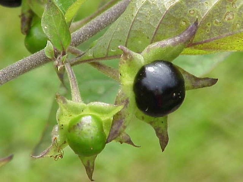 Solanum dulcamara (climbing nightshade): Go Botany