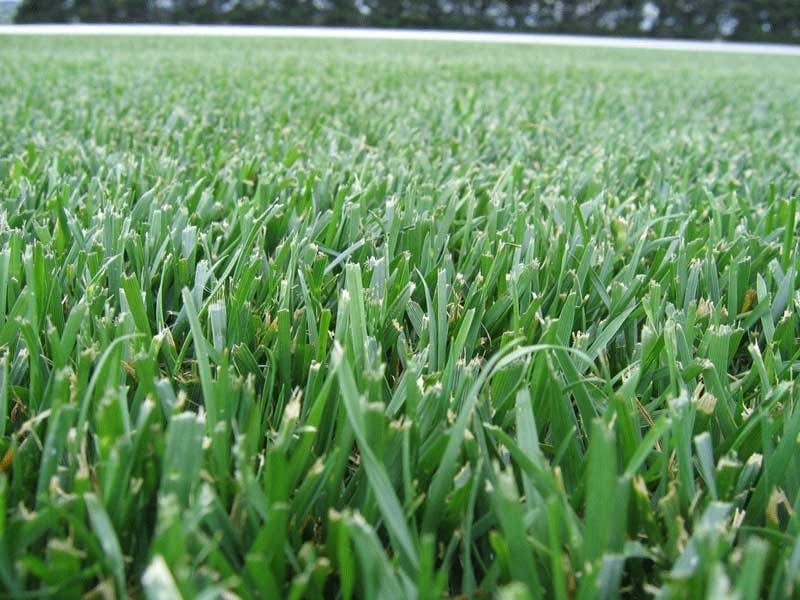 Solved! The Fastest-Growing Grass Seeds for a (Nearly) Instant Lawn -  Growing grass, Grass seed, Grow grass fast