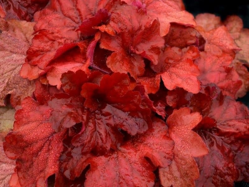 Some coral bells so colorful that gardeners lust after them - HeraldNet.com