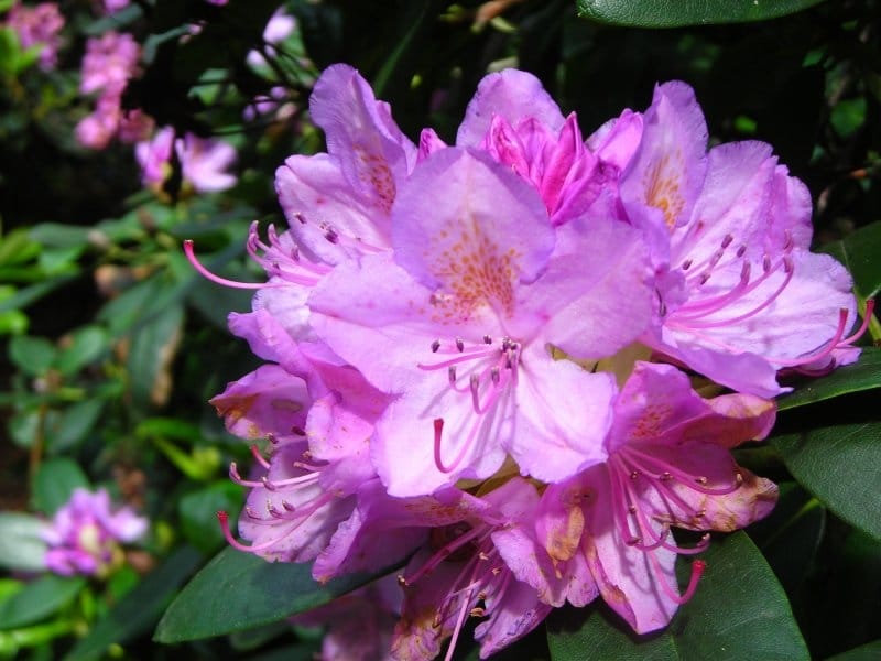 Southgate® Splendor™ Rhododendron