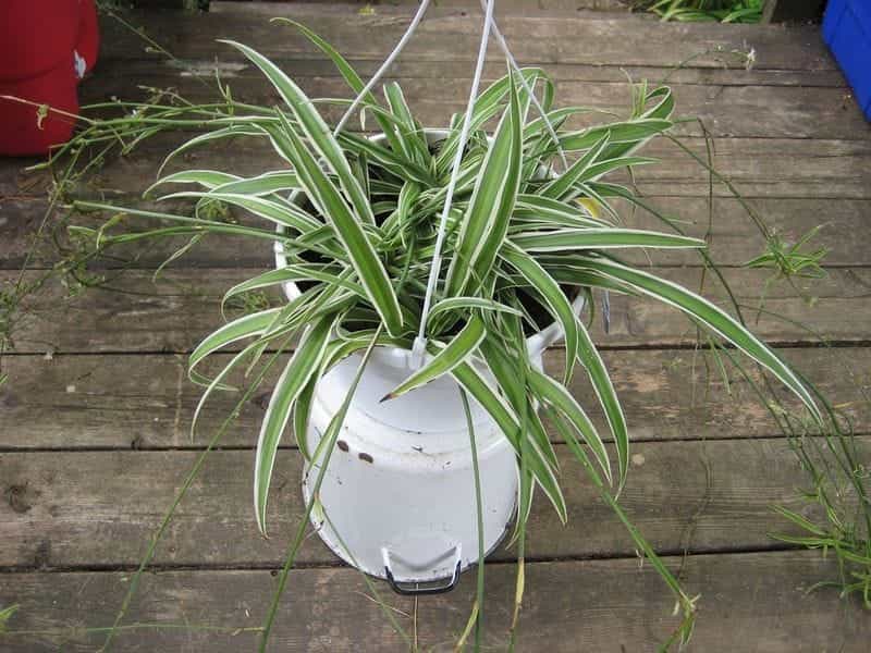 Spider Plant - Online House Plants - UK-wide Delivery