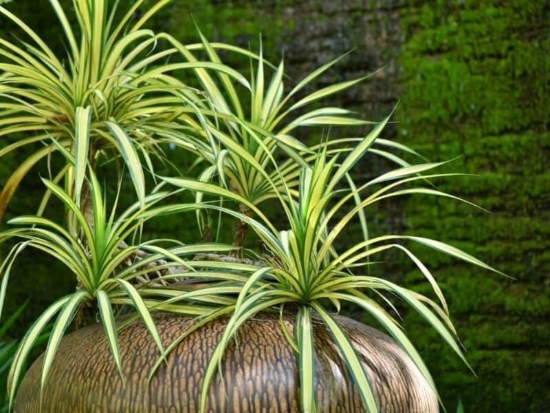 Spider Plants for Sale - Free Shipping