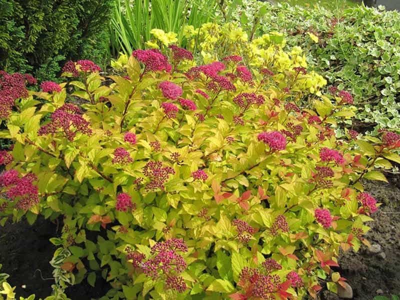 Spirea Control In Gardens: How To Stop The Spread Of Japanese Spirea