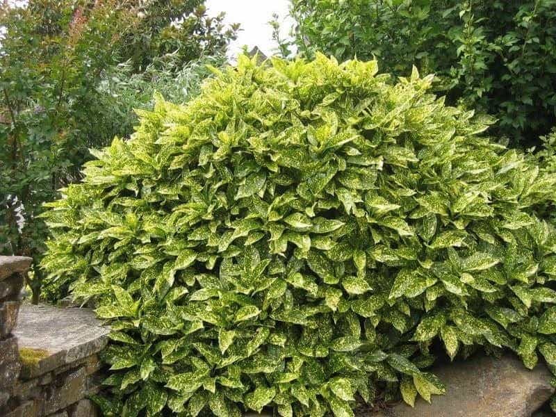Spotted laurel - planting, pruning, and care