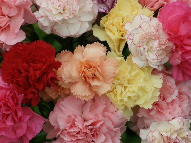 Spray Carnations by Flourish - Send a Mixed Bouquet Nationwide