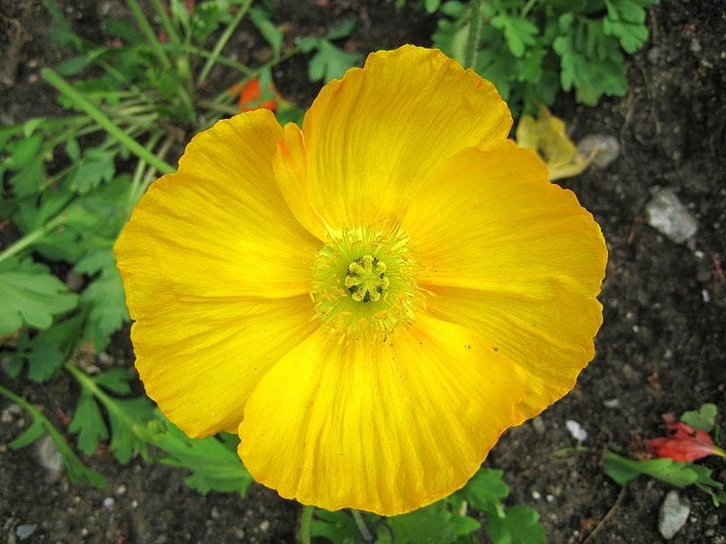 Spring Fever Red® Papaver Plants for Sale (Iceland Poppy) - Free Shipping