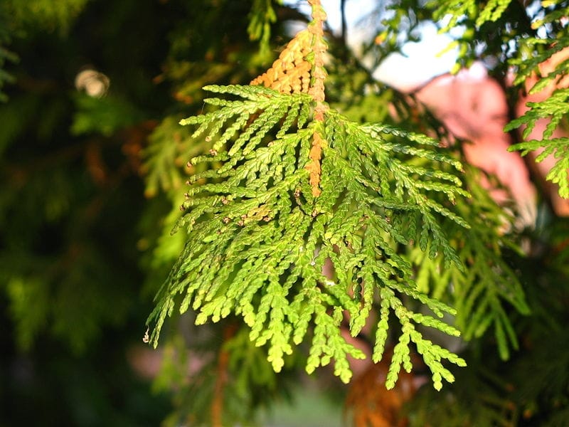 Spring Grove® - Western Arborvitae - Thuja plicata - Proven Winners