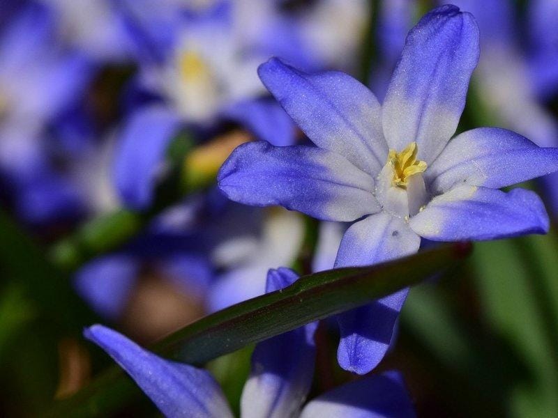 Spring background with Closeup of some Glory-of-the-snow flowers Chionodoxa  luciliae in early spring Stock Photo by ©olga18x27 262291136