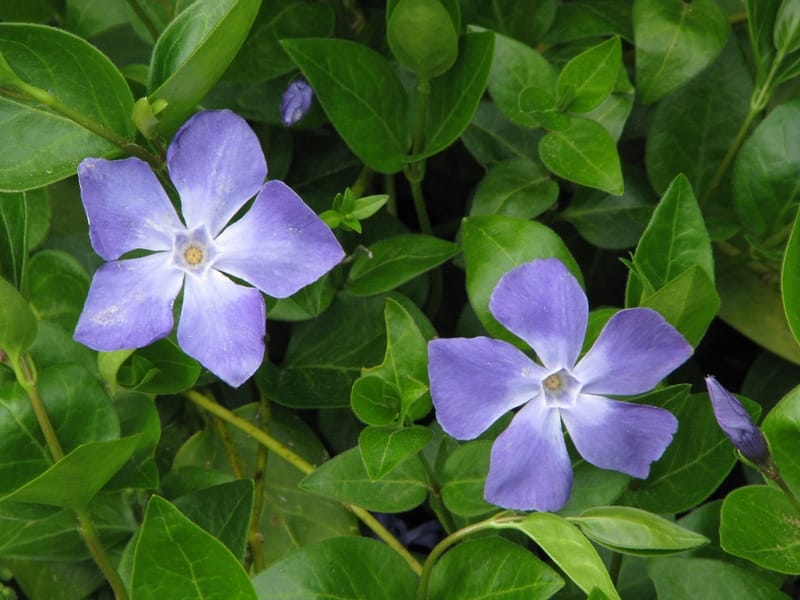 Step by Step Periwinkle flower botanical illustration - Lizzie Harper