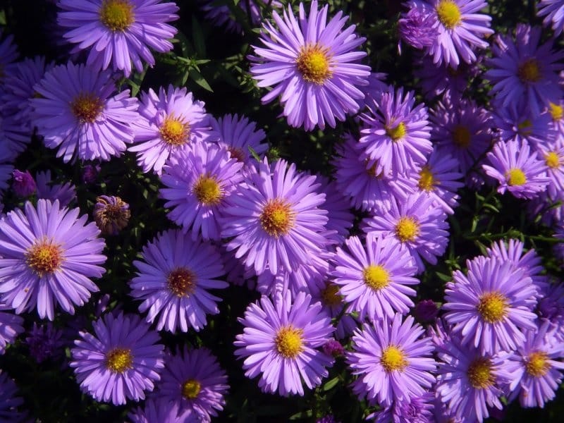 Still Waters--Notes from a Virginia Shire - Aster flower, Types of flowers,  Blue flowers