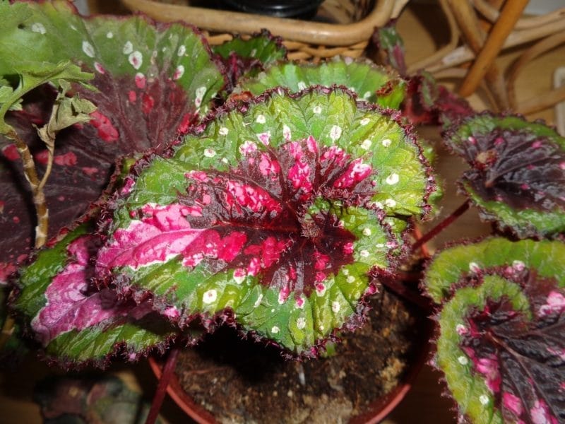 Strawberry Begonia – 8″ – Marlow Floralworks Online Store