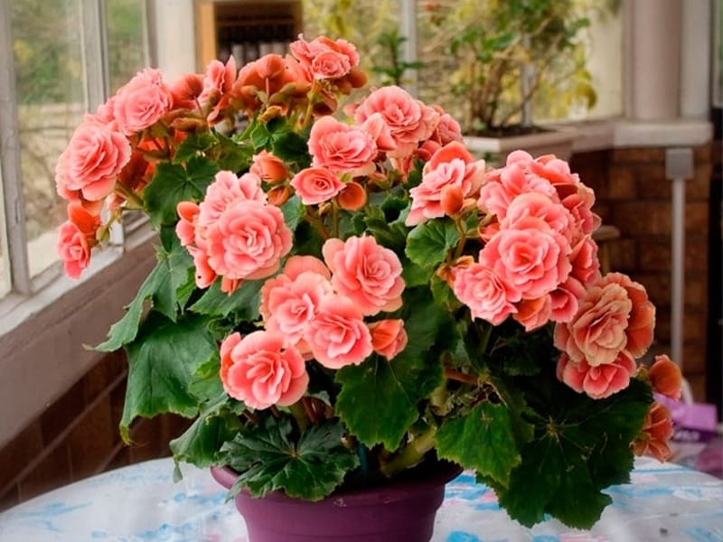 Strawberry Begonia In A Pot Stock Photo, Picture And Royalty Free Image.  Image 74009684.
