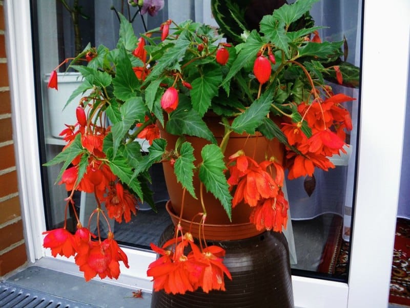 Strawberry Begonia In A Pot Stock Photo, Picture And Royalty Free Image.  Image 74039376.