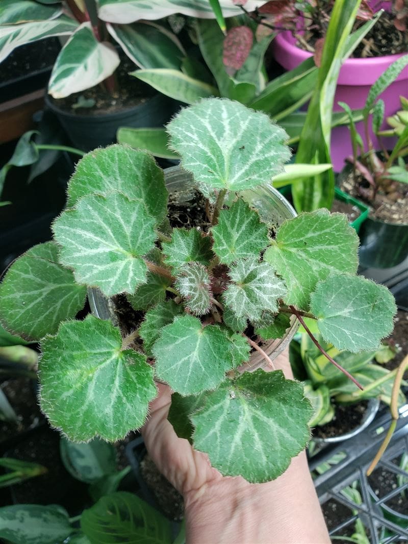 Strawberry Begonia With Lots of Babies Tropical Terrarium - Etsy