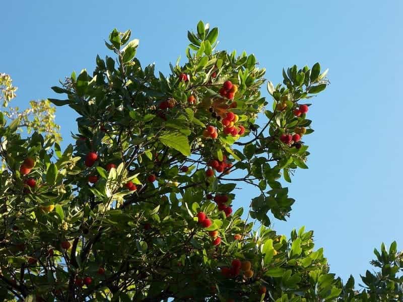 Strawberry Tree High Resolution Stock Photography and Images - Alamy