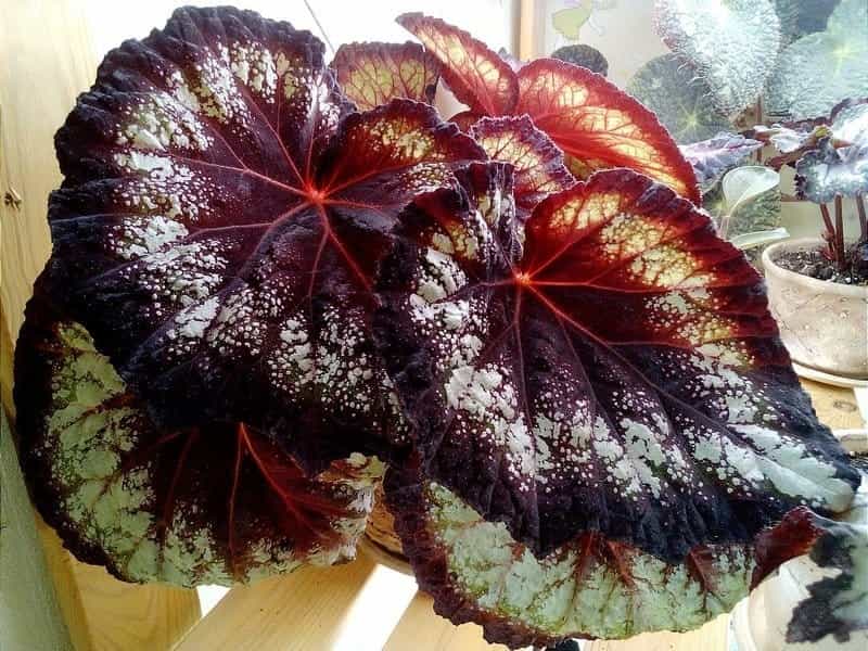 Strawberry begonia, Furniture  Home Living, Gardening, Plants  Seeds on  Carousell