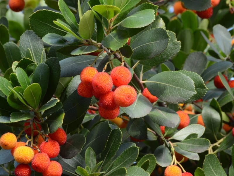 Strawberry tree - planting, pruning and advice on caring this berry shrub