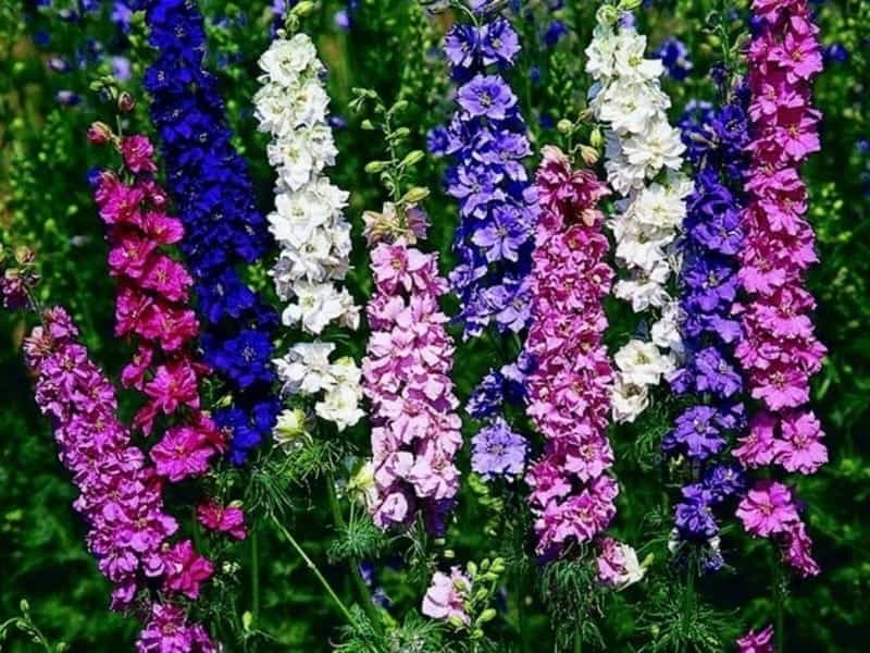 Success with Delphiniums - Horticulture