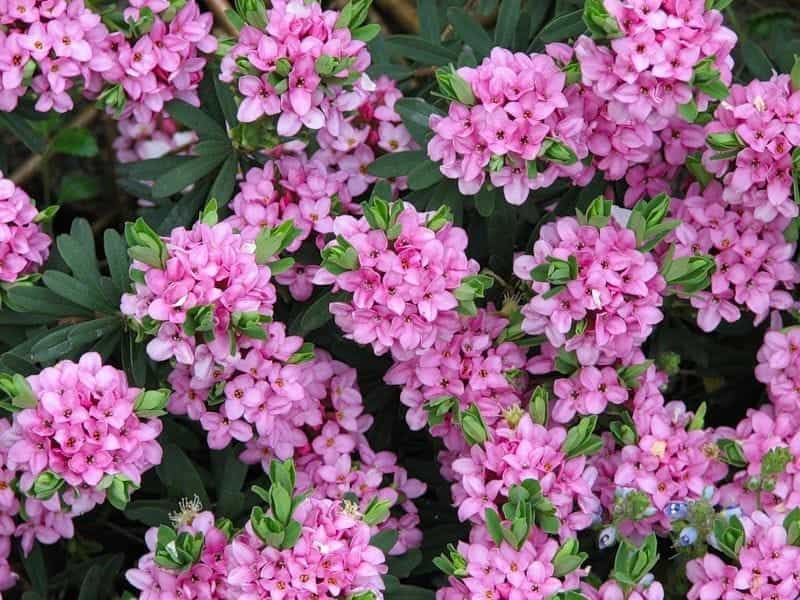 Summer Flowering Shrubs - Sheridan Nurseries