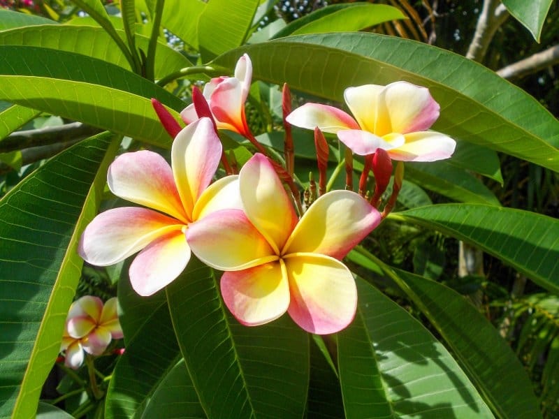 Sun Tolerant Tropical Plants: Best Tropical Plants For Full Sun Locations