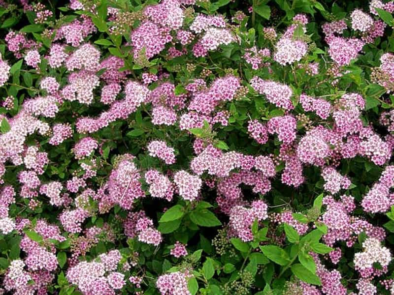 Sundrop™ Spirea - First Editions