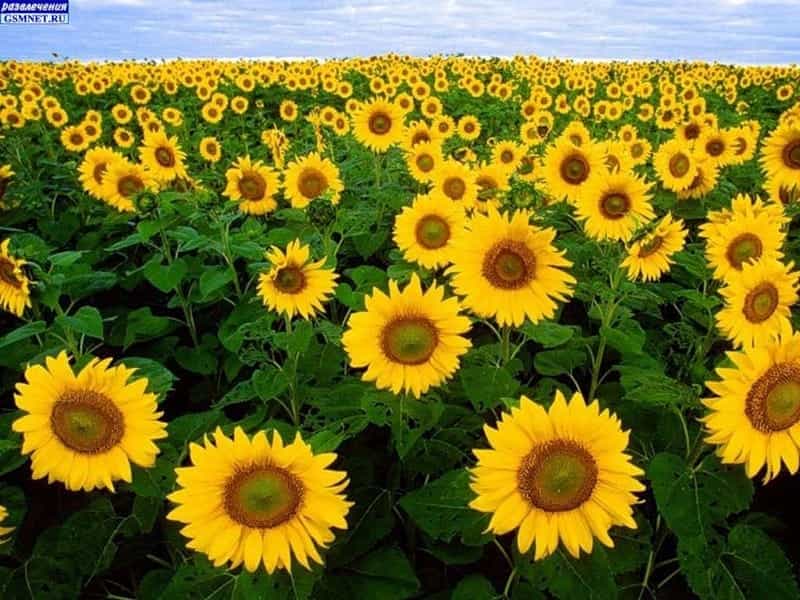 Sunflower Ring of Fire - All-America Selections