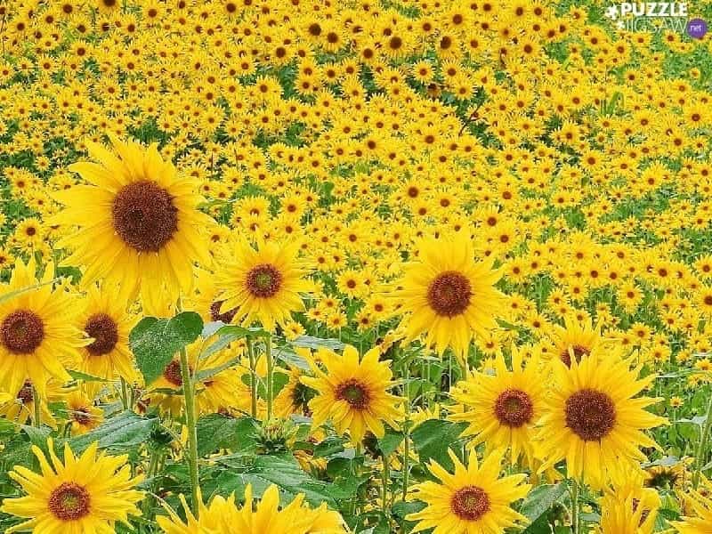 Sunflower Wallpapers: Free HD Download [500+ HQ] - Unsplash