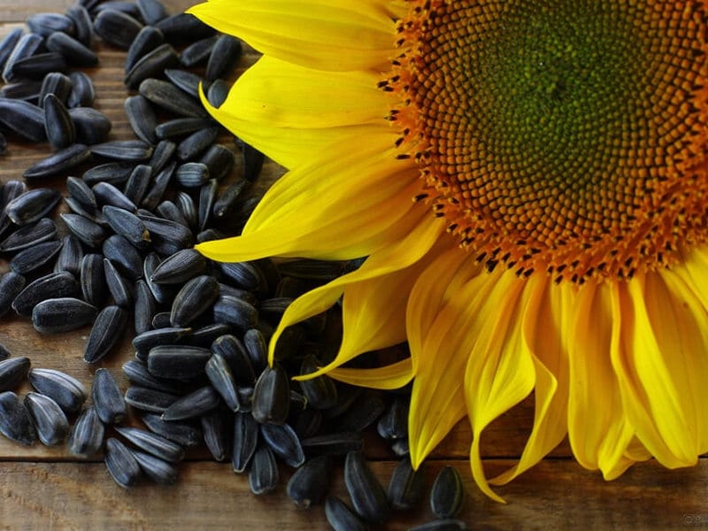 Sunflowers 🌻 on Twitter - Sunflower wallpaper, Sunflower pictures, Flower  wallpaper