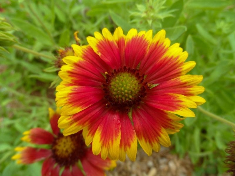 Sunset Flash' Gaillardia