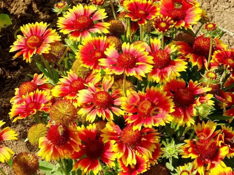 Sunset Orange' Gaillardia